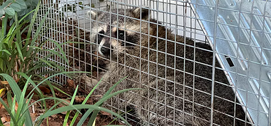 Wildlife Relocation Services in Roswell