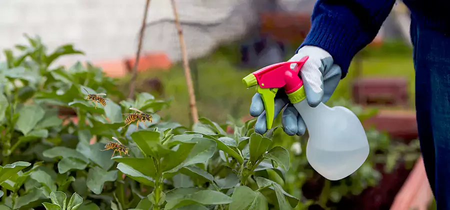 Yellow Jacket Pest Removal for Commercial Properties in Roswell