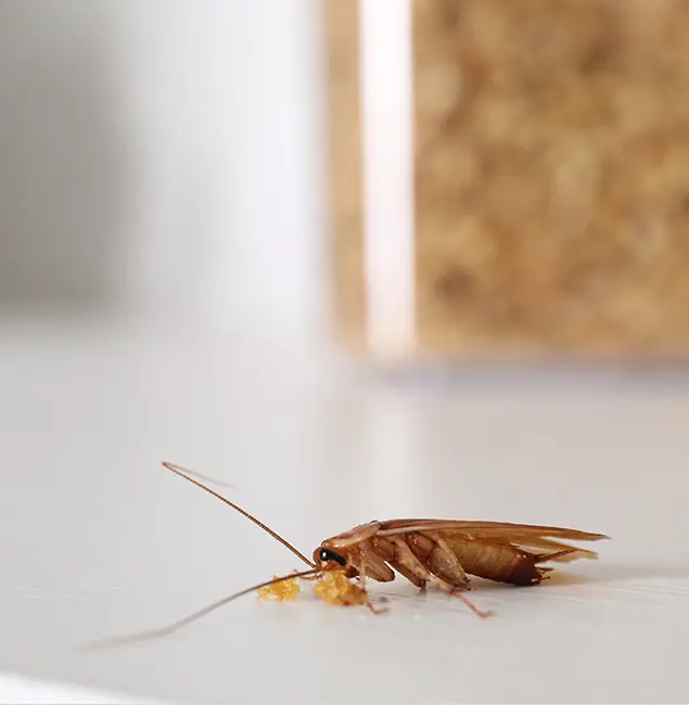 Why Roswell Pest Control Pros Stands Out in Roswell, GA?