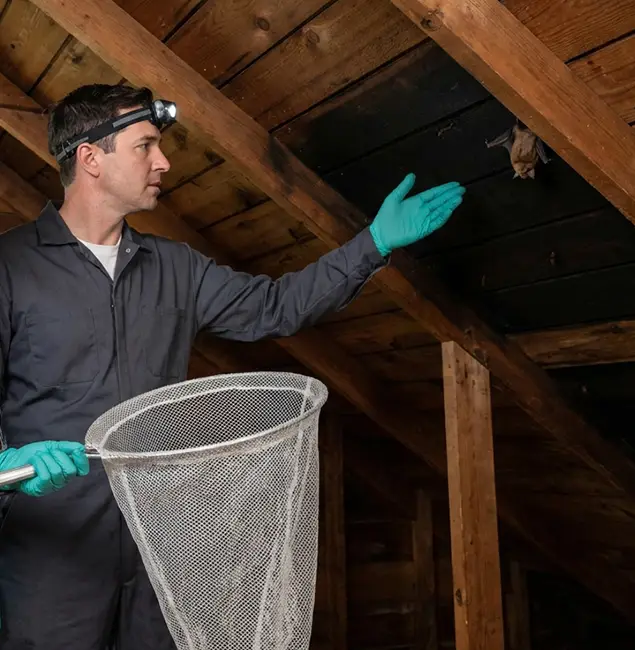 Why Roswell Pest Control Pros Is the Right Choice in Roswell, GA?