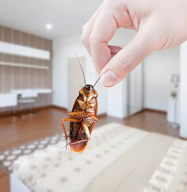 Why Roswell Pest Control Pros Stand Out for Bed Bug Fumigation in Roswell, GA?