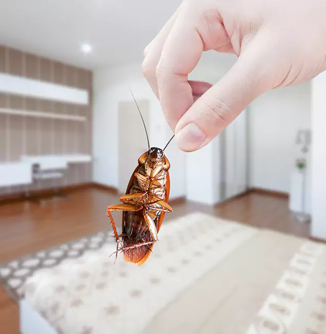 Why Roswell Pest Control Pros Stand Out For Bed Bug Inspection in Roswell, GA?