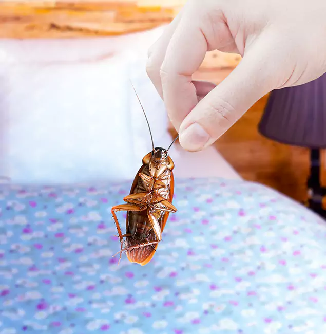 Why Choose Roswell Pest Control Pros for Bed Bug Treatment in Roswell, GA?