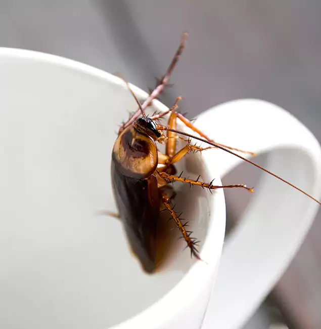Why Roswell, GA Residents Trust Roswell Pest Control Pros for Cockroach Fumigation?