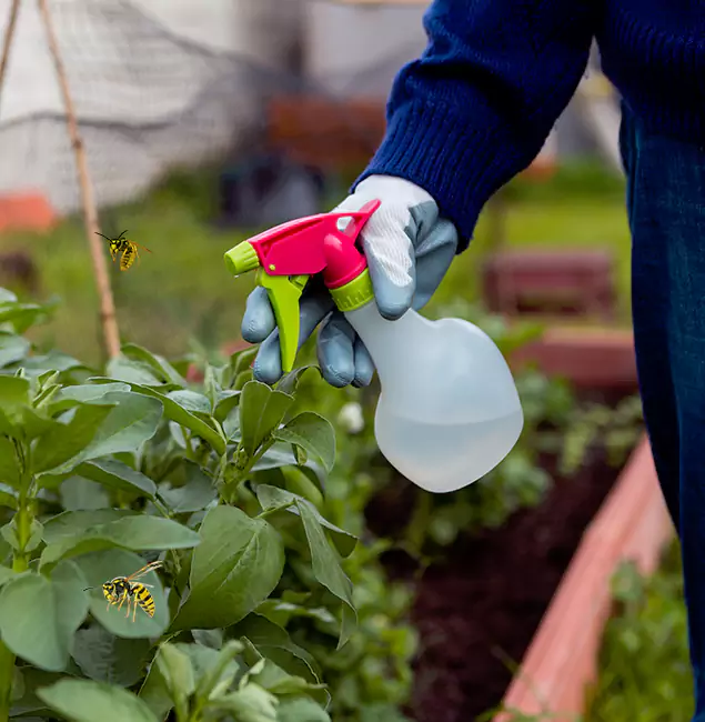 Why Roswell Homeowners Choose Roswell Pest Control Pros for Honey Bee Removal?