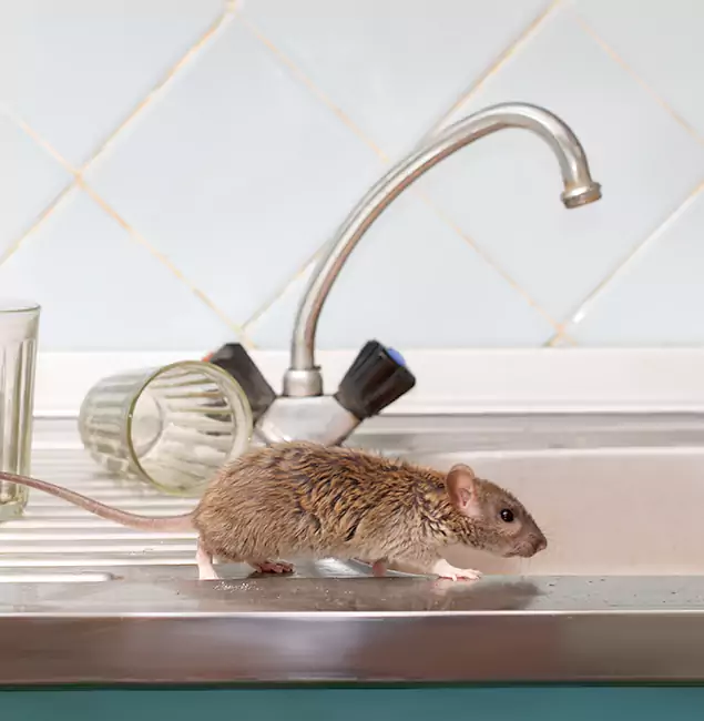 Why Roswell, GA Trusts Roswell Pest Control Pros for Humane Rodent Control?