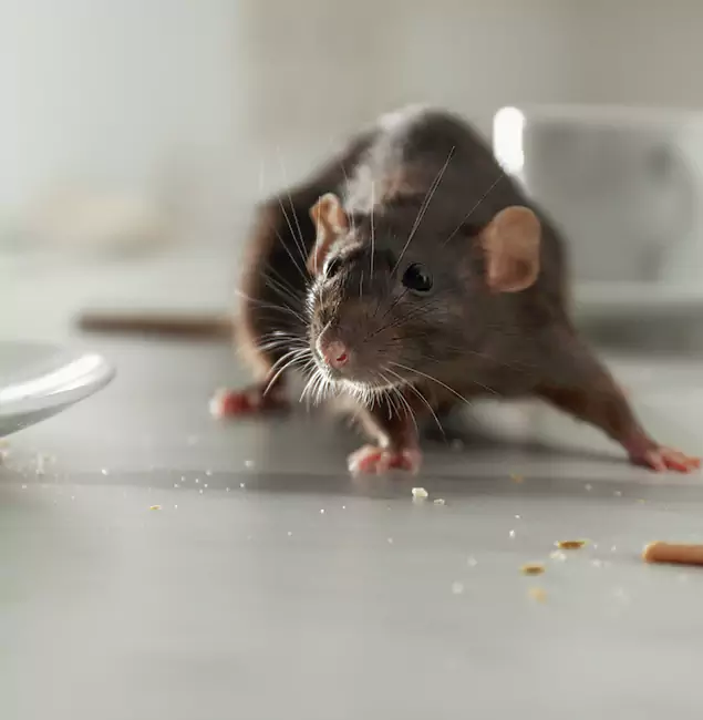 Why Roswell Homeowners Choose Roswell Pest Control Pros for Mice Control?
