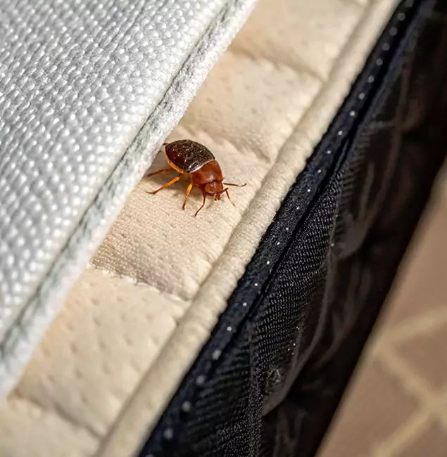 Why Roswell Homeowners Trust Roswell Pest Control Pros for Tick Treatment?