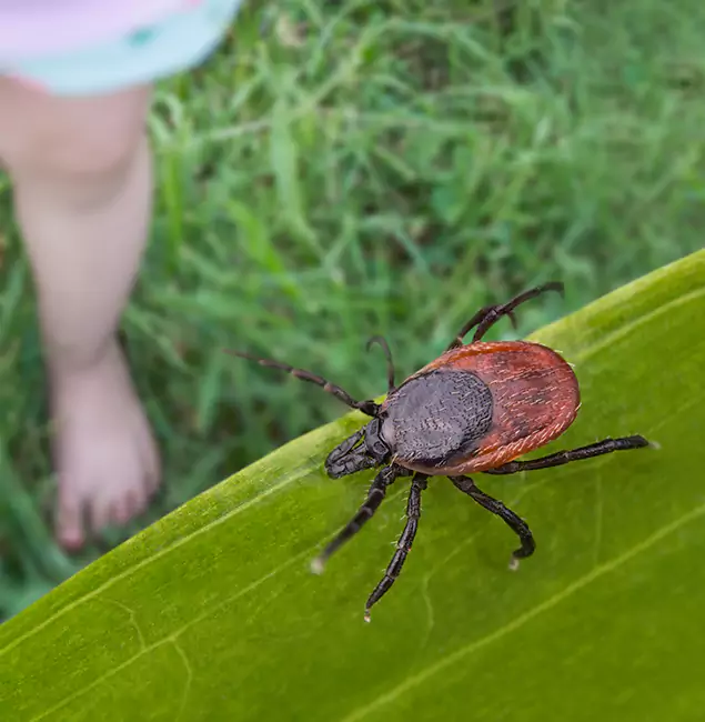 Why Roswell Homeowners Choose Roswell Pest Control Pros for Tick Extermination?