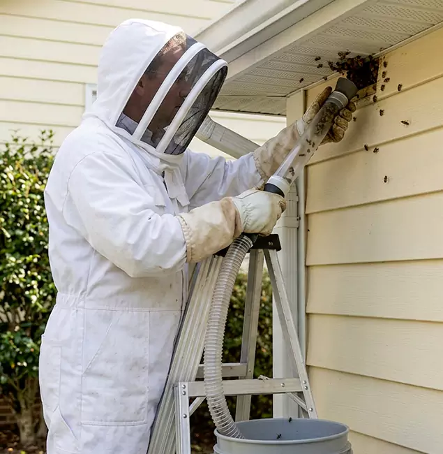Why Roswell Trusts Roswell Pest Control Pros for Wasp Control?