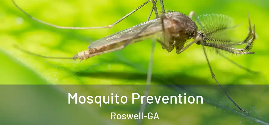 Mosquito Prevention Roswell-GA
