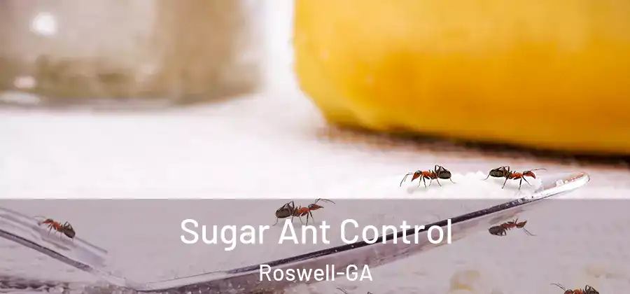 Sugar Ant Control Roswell-GA